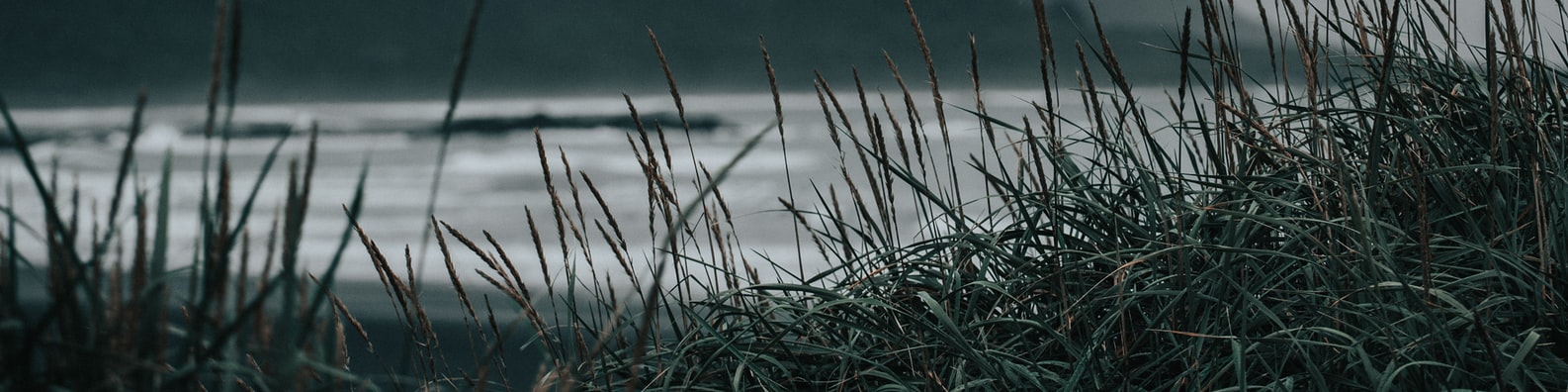 Nature LinkedIn Cover Photo with A Smidge Of Fresh Air