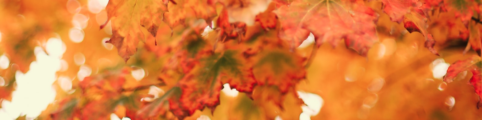 Nature LinkedIn Cover Photo with Autumn_leaves