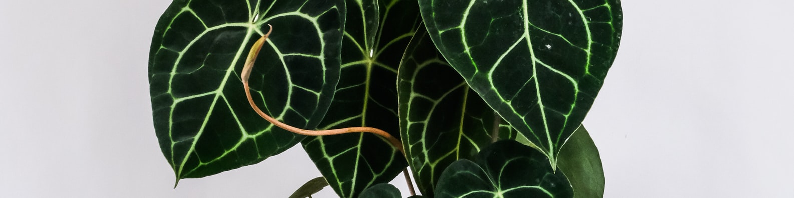 Nature LinkedIn Cover Photo with Beautiful Alocasia Plant