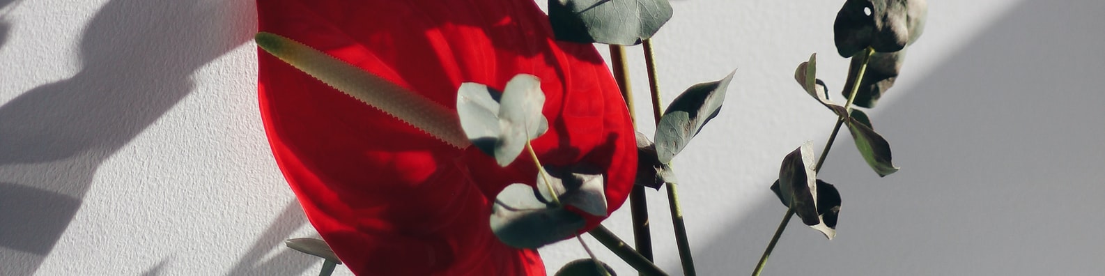 Nature LinkedIn Cover Photo with Beautiful Red Anthurium Plant