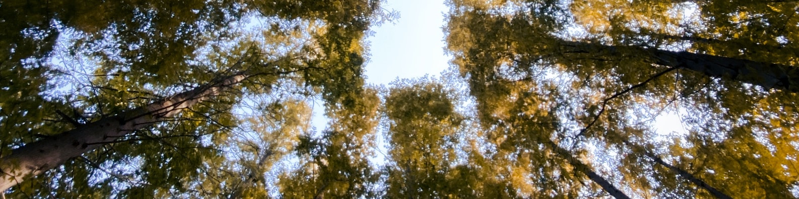 Nature LinkedIn Cover Photo with Beautiful_forest