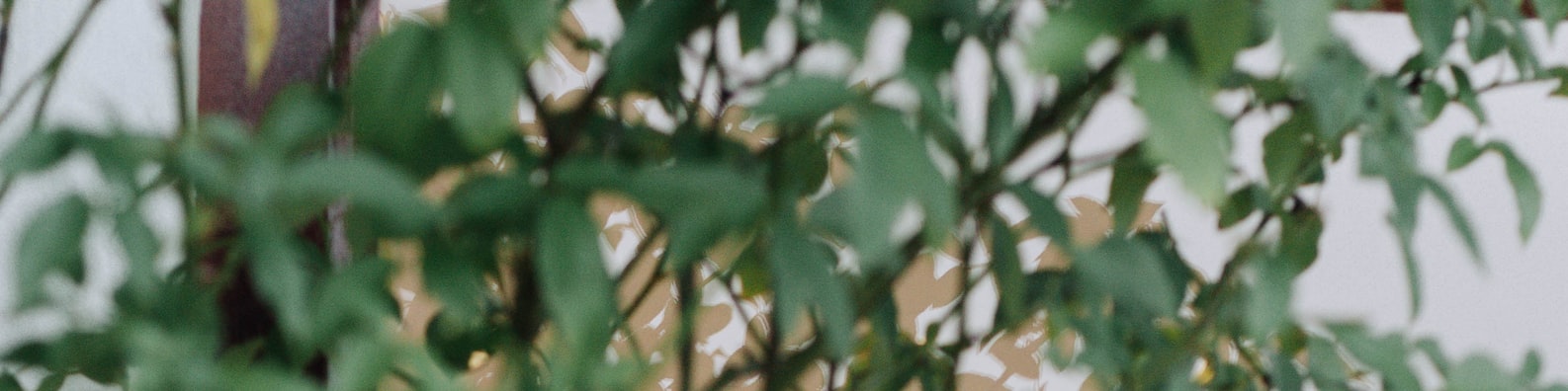 Nature LinkedIn Cover Photo with Blurry Shot Of Green Leaves