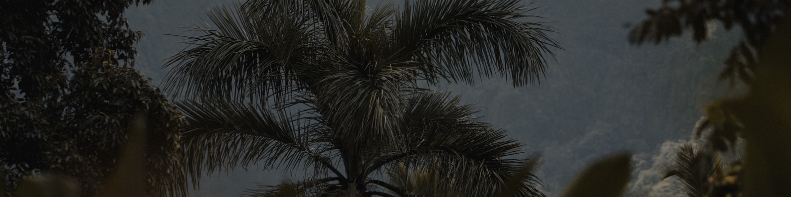 Nature LinkedIn Cover Photo with Coconut Tree In A Gloomy Weather
