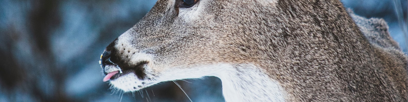 Nature LinkedIn Cover Photo with Deer_in_the_wild