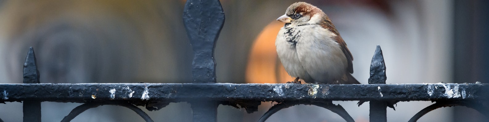 Nature LinkedIn Cover Photo with Do Not Disturb
