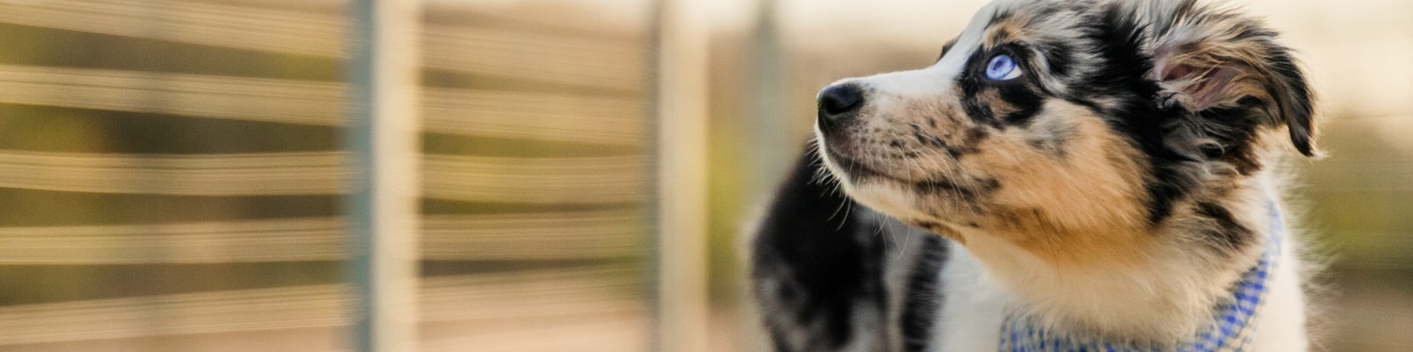Nature LinkedIn Cover Photo with Dog With Blue Eyes
