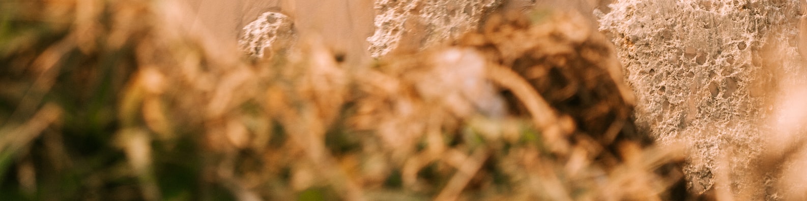 Nature LinkedIn Cover Photo with Dont Mind Me Just Hiding