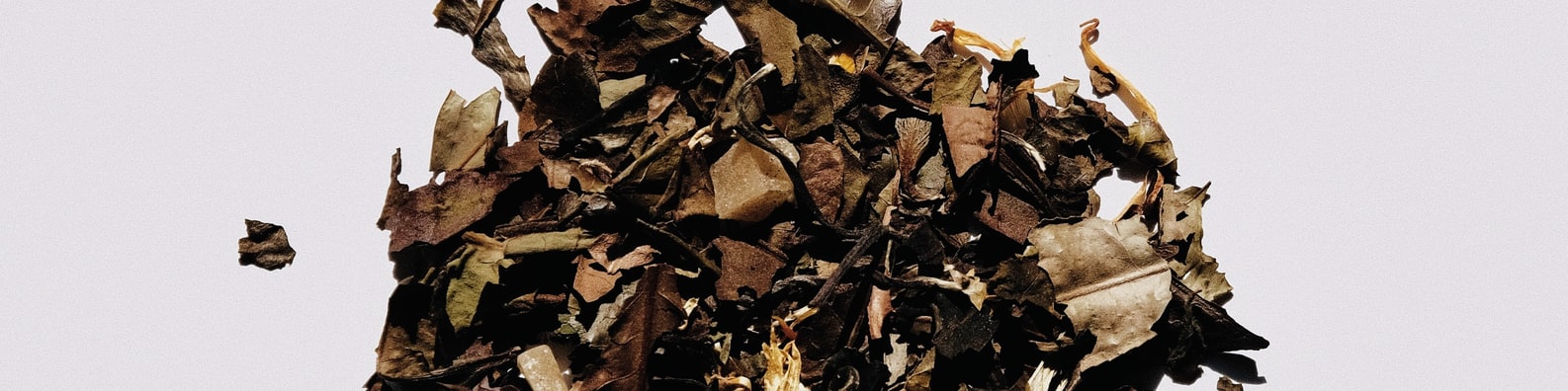 Nature LinkedIn Cover Photo with Dried Leaves In White Background