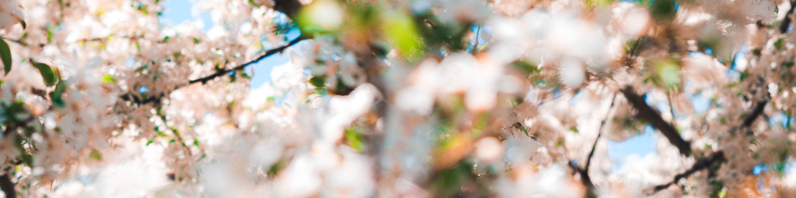 Nature LinkedIn Cover Photo with Flower Season Is Coming