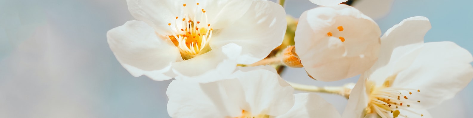 Nature LinkedIn Cover Photo with Food For The Bees