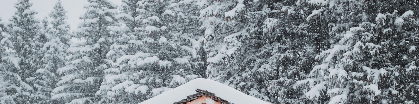 Nature LinkedIn Cover Photo with Forest During Winter