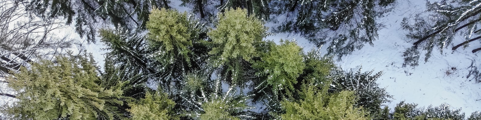 Nature LinkedIn Cover Photo with Green Pine Trees During Daytime