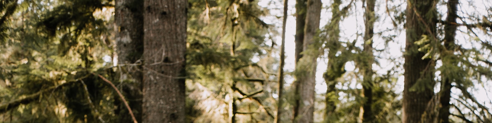 Nature LinkedIn Cover Photo with Have You Seen Any Squirrels