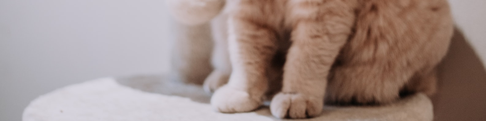 Nature LinkedIn Cover Photo with I Got Tiny Paws