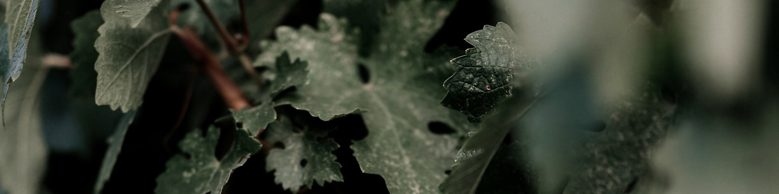 Nature LinkedIn Cover Photo with I Hope This Is Edible