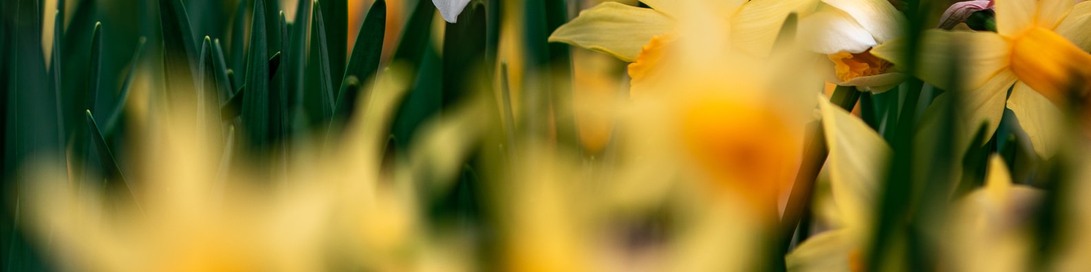 Nature LinkedIn Cover Photo with I Would Love To Visit A Field Of Flowers