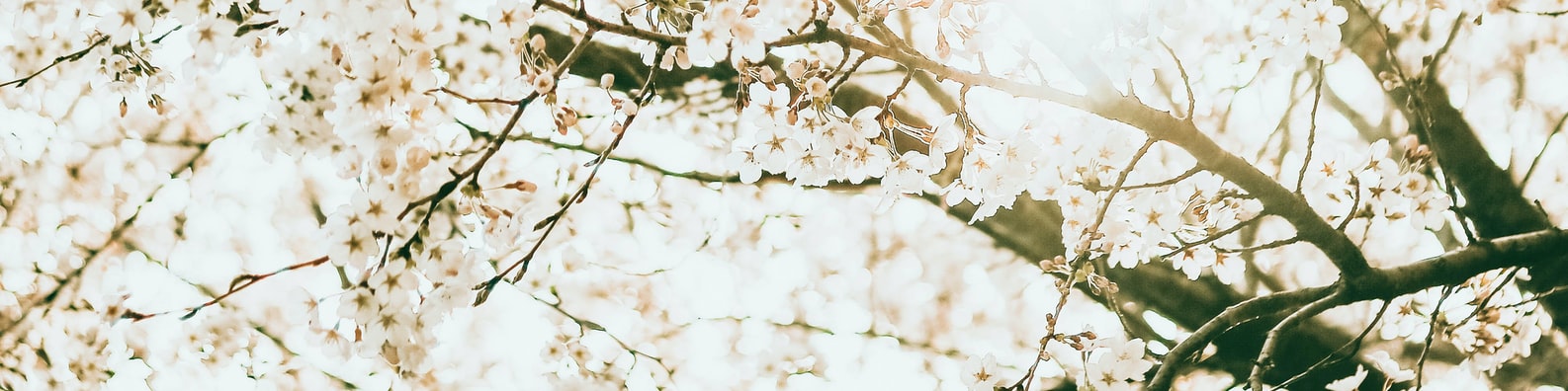 Nature LinkedIn Cover Photo with It Is A New Season Again