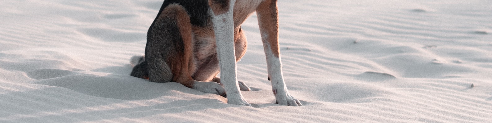 Nature LinkedIn Cover Photo with Let Me Pet The Doggos