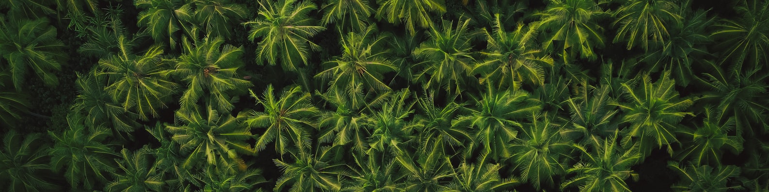 Nature LinkedIn Cover Photo with Lush Green Trees Fill The Screen