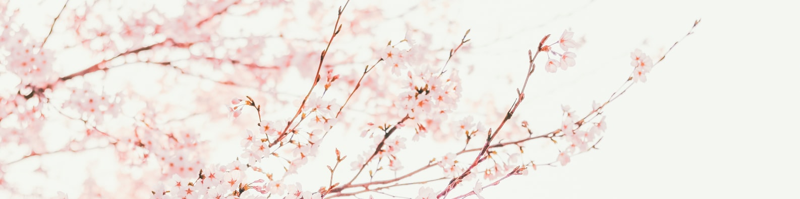 Nature LinkedIn Cover Photo with Oh Look A Pink Flower