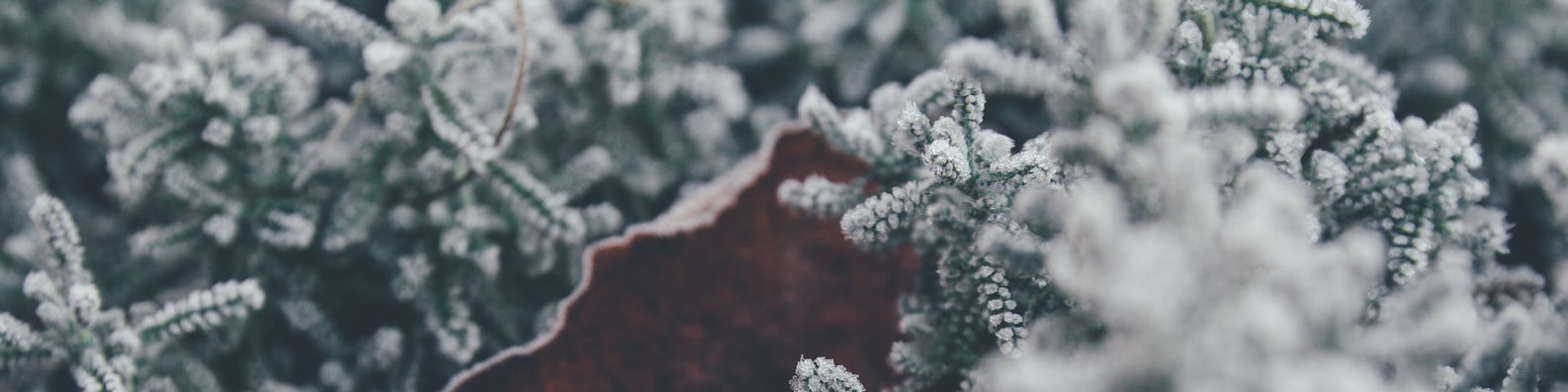 Nature LinkedIn Cover Photo with Plants With Snow In Close Up Photography