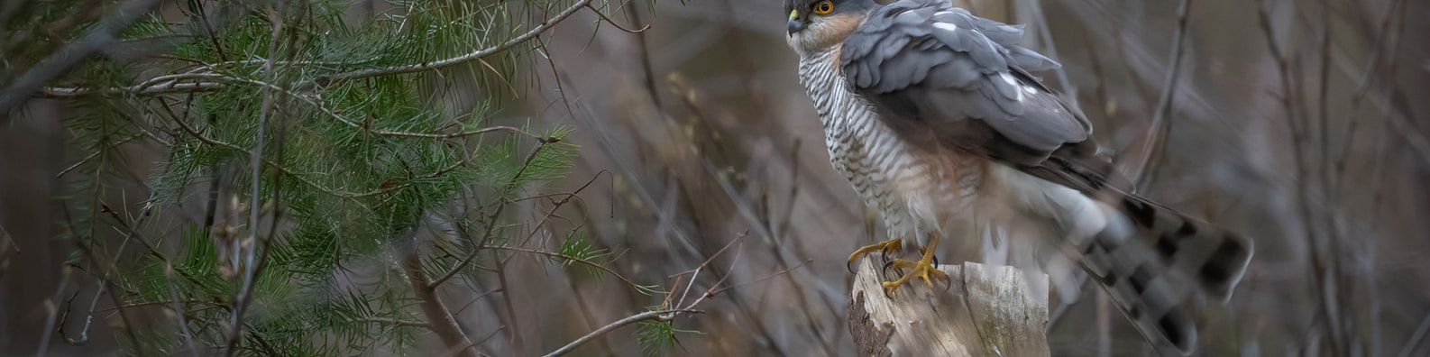 Nature LinkedIn Cover Photo with Shhh Do Not Move