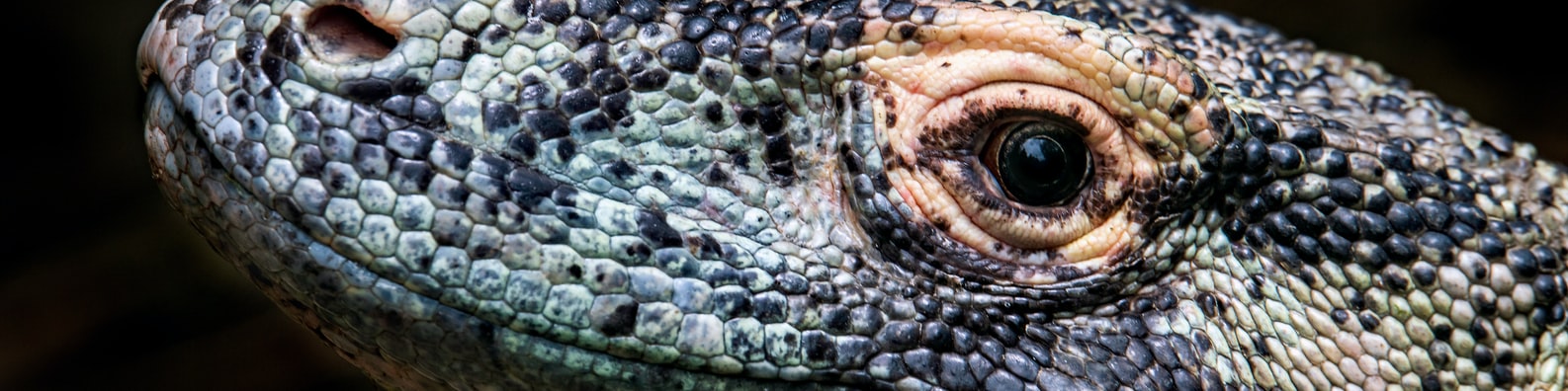 Nature LinkedIn Cover Photo with Such Beautiful Creatures