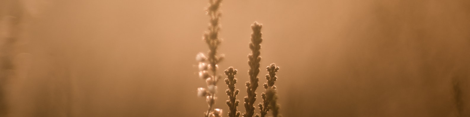 Nature LinkedIn Cover Photo with The Animal Was Covered By The Plant