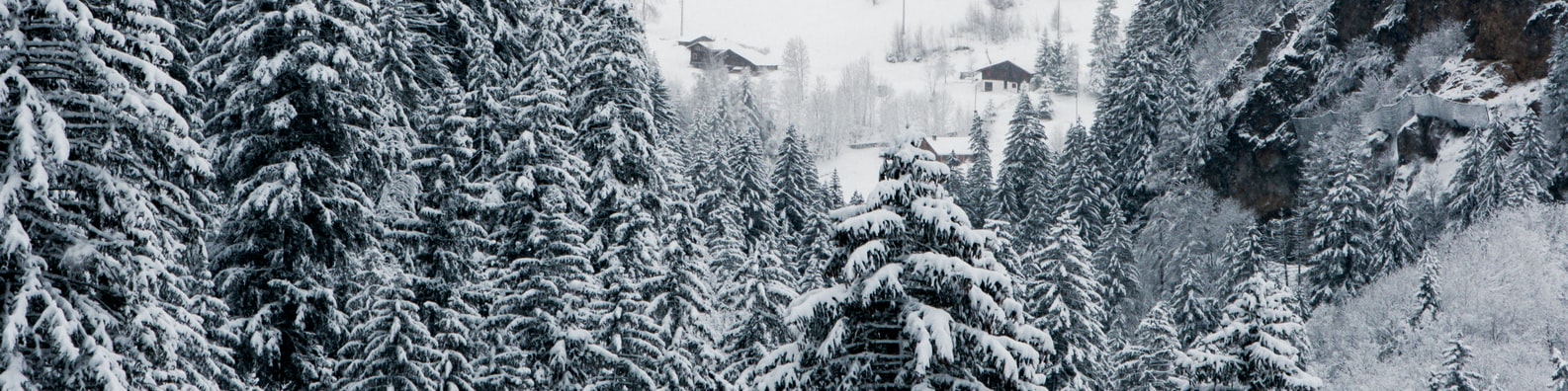 Nature LinkedIn Cover Photo with The Cabin Is So Far Away