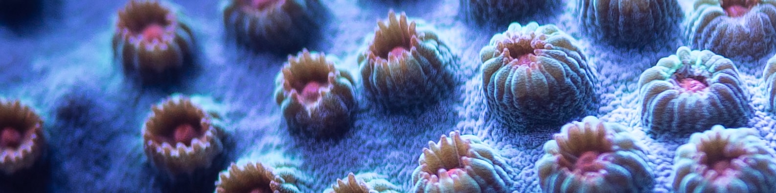 Nature LinkedIn Cover Photo with The Things You See Under The Sea