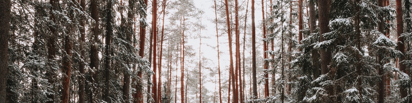 Nature LinkedIn Cover Photo with These Trees Are Super Tall