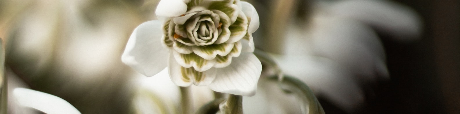 Nature LinkedIn Cover Photo with What Kind Of Flowers Are These