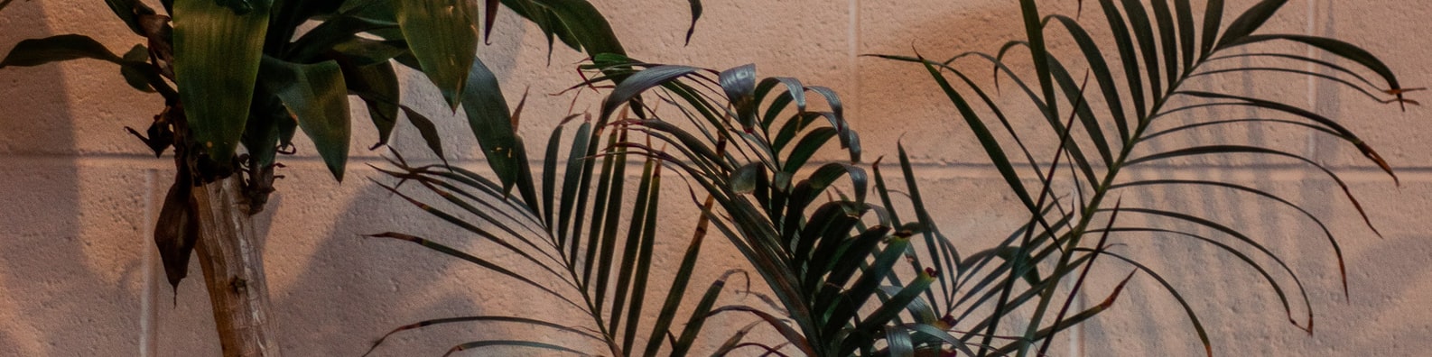 Nature LinkedIn Cover Photo with When Was The Last Time You Watered These Plants