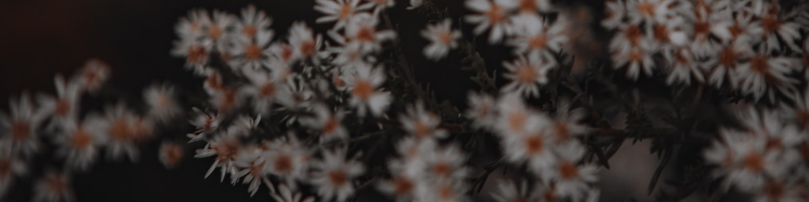 Nature LinkedIn Cover Photo with White And Orange Flowers In The Dark
