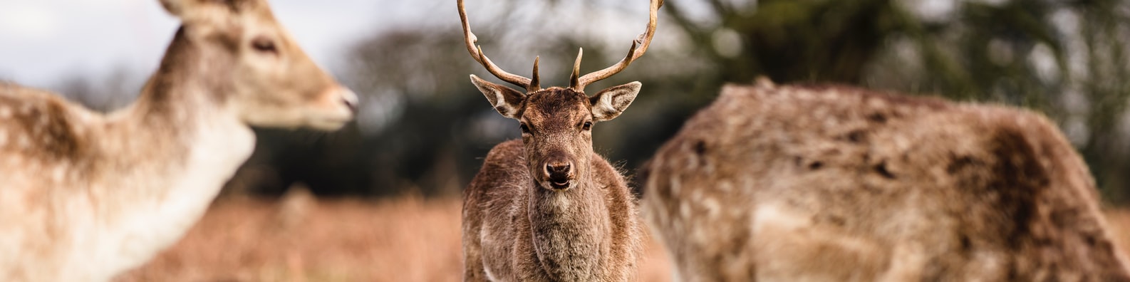 Nature LinkedIn Cover Photo with Why Are You Looking At Me Like That