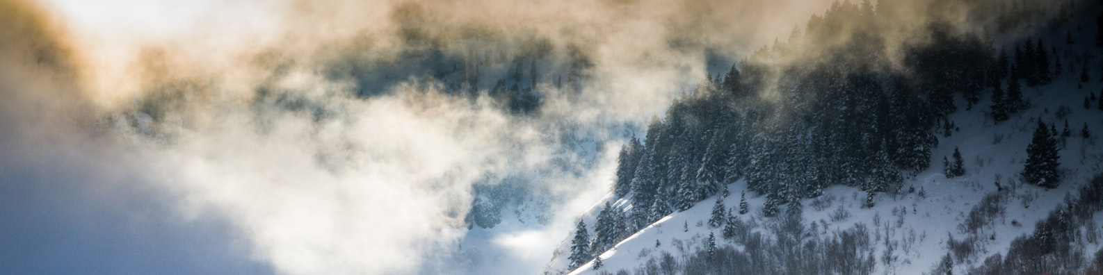 Nature LinkedIn Cover Photo with Winter_in_the_forest