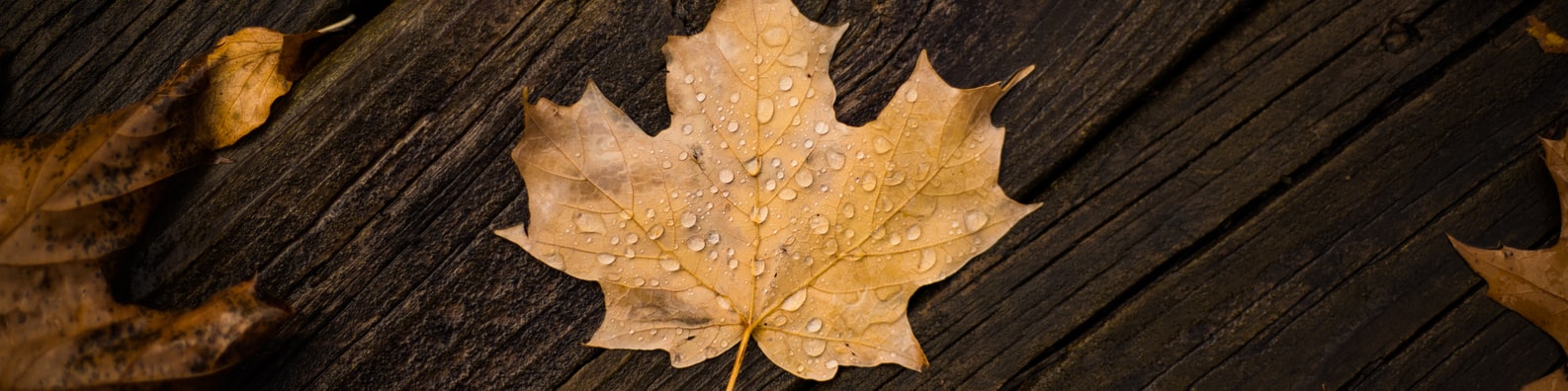Nature LinkedIn Cover Photo with Yellow Maple Leaf On Brown Wooden Surface