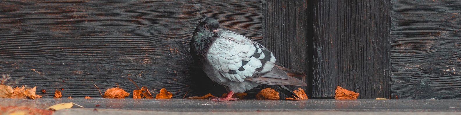 Nature LinkedIn Cover Photo with You Got Any Bread For Me Mate