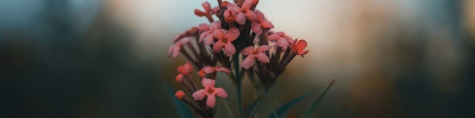 Nature LinkedIn Cover Photo with Red Flower Tilt Shift Photography