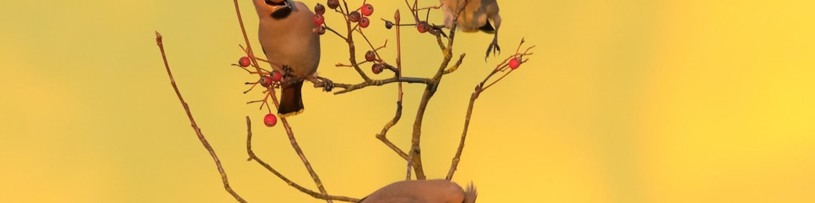 Nature LinkedIn Cover Photo with Three Birds on Tree Branch