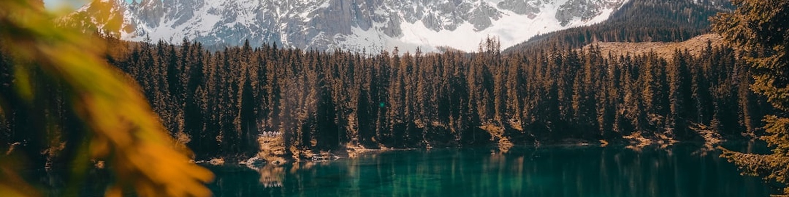 Nature LinkedIn Cover Photo with Trees by Lake in Daylight