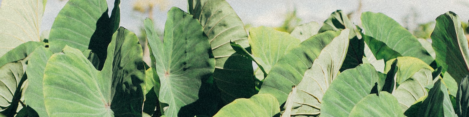 Naure LinkedIn Cover Photo with Big Green Leaves In Daylight