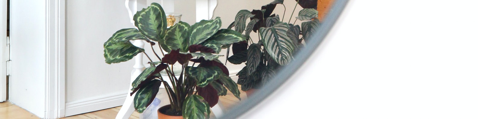 Urban LinkedIn Cover Photo with I Collect Indoor Plants